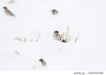 【スズメ】雪の上で遊ぶ雀達 【スズメ】雪の上で遊ぶ雀達 92640496