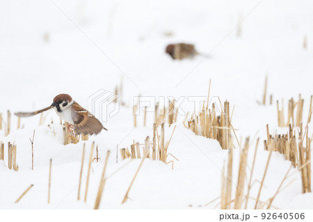 【スズメ】雪の上で遊ぶ雀達 【スズメ】雪の上で遊ぶ雀達 92640506