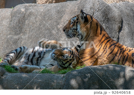 虎・虎・虎 92640658