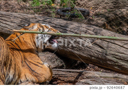 虎・虎・虎 92640687