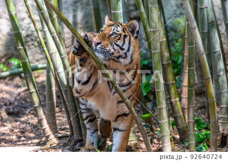 虎・虎・虎 虎・虎・虎 92640724