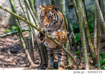 虎・虎・虎 92640725