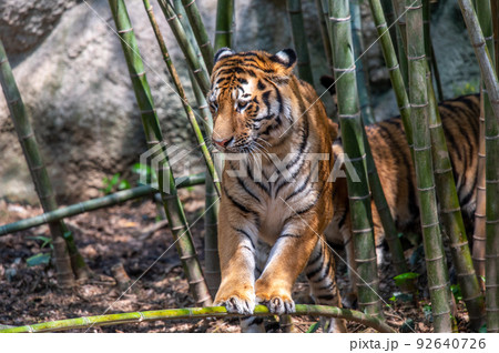 虎・虎・虎 92640726