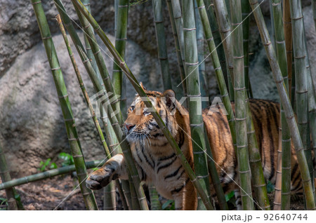 虎・虎・虎 虎・虎・虎 92640744