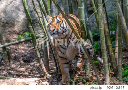 虎・虎・虎 虎・虎・虎 92640843