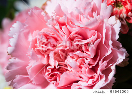 full color of closeup beautiful flower. 92641006