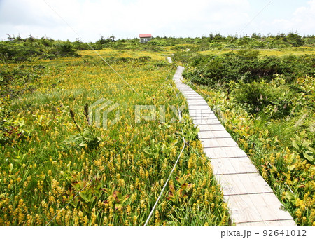 夏の蔵王山御田神湿原 夏の蔵王山御田神湿原 92641012