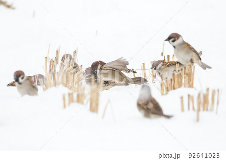 【スズメ】雪の上で遊ぶ雀達 【スズメ】雪の上で遊ぶ雀達 92641023
