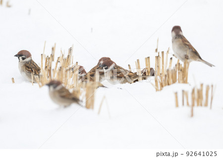【スズメ】雪の上で遊ぶ雀達 【スズメ】雪の上で遊ぶ雀達 92641025