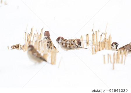 【スズメ】雪の上で遊ぶ雀達 92641029