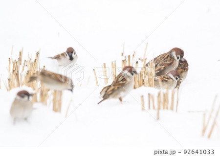 【スズメ】雪の上で遊ぶ雀達 【スズメ】雪の上で遊ぶ雀達 92641033