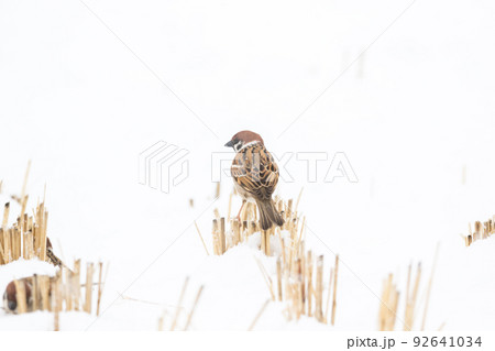 【スズメ】雪の上で遊ぶ雀達 92641034