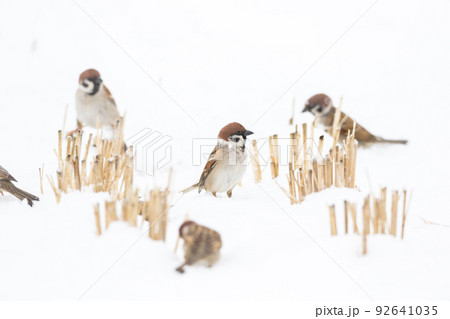 【スズメ】雪の上で遊ぶ雀達 92641035