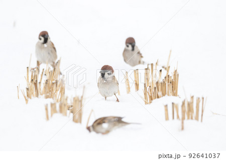 【スズメ】雪の上で遊ぶ雀達 【スズメ】雪の上で遊ぶ雀達 92641037