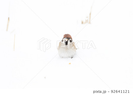 【スズメ】雪の上で食事をする雀 92641121