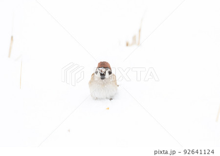 【スズメ】雪の上で食事をする雀 【スズメ】雪の上で食事をする雀 92641124