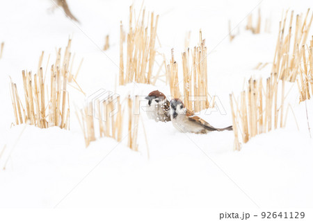 【スズメ】雪の上で遊ぶ雀達 【スズメ】雪の上で遊ぶ雀達 92641129