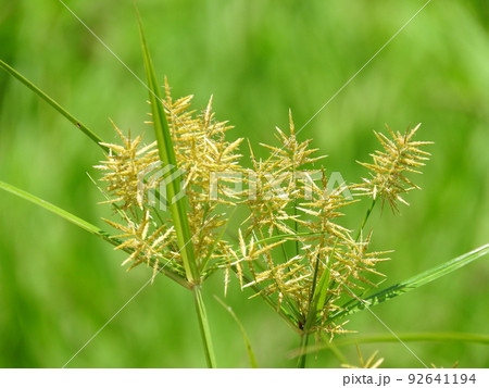 カヤツリグサ科の植物「ハマスゲ」の花 カヤツリグサ科の植物「ハマスゲ」の花 92641194