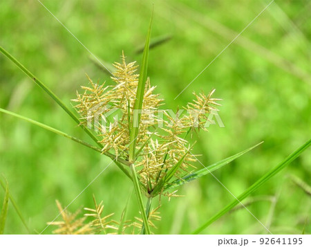 カヤツリグサ科の植物「ハマスゲ」の花 92641195
