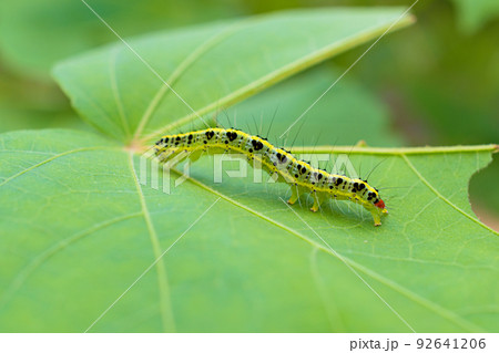 フタトガリコヤガの幼虫 フタトガリコヤガの幼虫 92641206