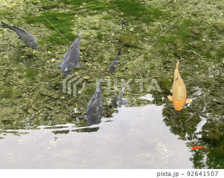 栃木の観光名所 出流原弁天池の鯉 栃木の観光名所 出流原弁天池の鯉 92641507