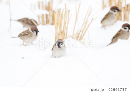 【スズメ】雪の上で遊ぶ雀達 【スズメ】雪の上で遊ぶ雀達 92641737
