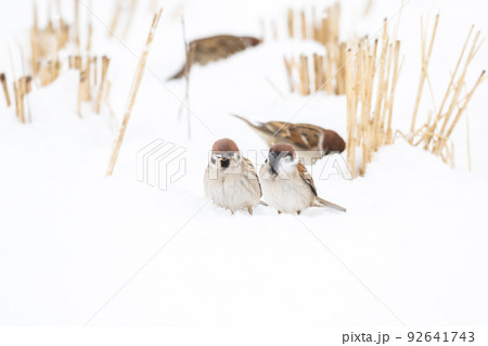 【スズメ】雪の上で遊ぶ雀達 92641743