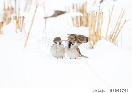 【スズメ】雪の上で遊ぶ雀達 【スズメ】雪の上で遊ぶ雀達 92641745