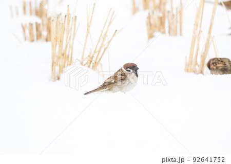 【スズメ】雪の上で遊ぶ雀達 92641752