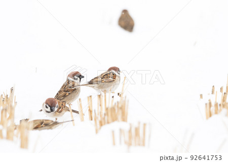 【スズメ】雪の上で遊ぶ雀達 【スズメ】雪の上で遊ぶ雀達 92641753