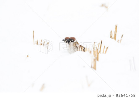 【スズメ】雪の上で遊ぶ雀達 92641758
