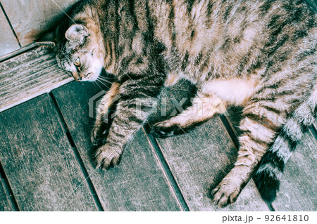 ウッドデッキでうたた寝するトラ猫 92641810
