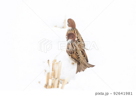 【スズメ】雪の上で遊ぶ雀達 92641981