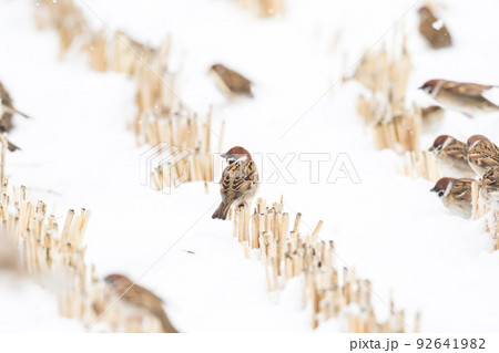 【スズメ】雪の上で遊ぶ雀達 【スズメ】雪の上で遊ぶ雀達 92641982