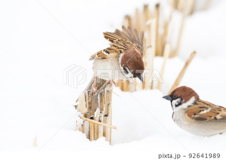 【スズメ】雪の上で遊ぶ雀達 【スズメ】雪の上で遊ぶ雀達 92641989
