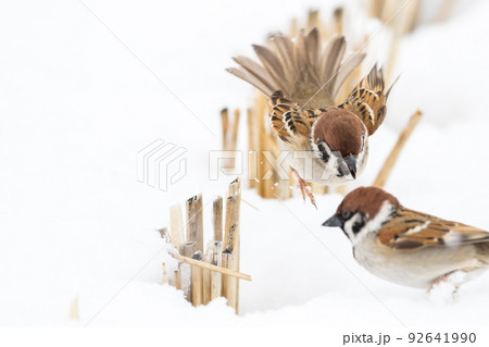 【スズメ】雪の上で遊ぶ雀達 【スズメ】雪の上で遊ぶ雀達 92641990