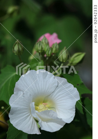 日本の美を象徴する花 92642333