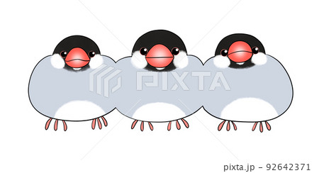 ノーマル文鳥 92642371