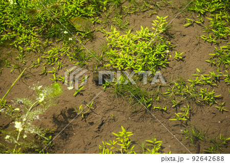 池の中の大きなタニシ 92642688