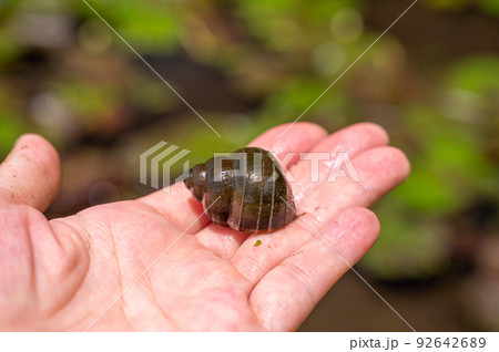 大きなタニシ 92642689