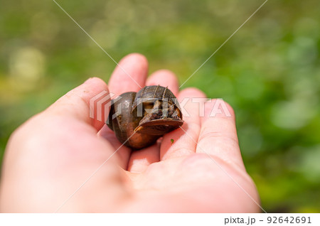 大きなタニシ 92642691