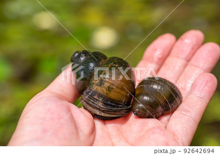 大きなタニシ 92642694