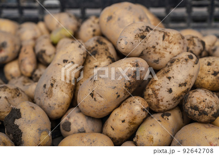 畑から収穫したばかりのメークイン 畑から収穫したばかりのメークイン 92642708