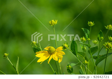 黄色いキクイモの花 黄色いキクイモの花 92642721