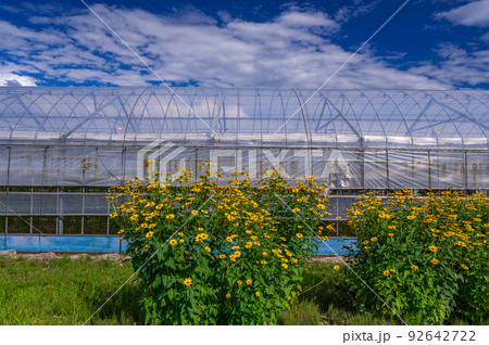 ビニールハウス前に咲くキクイモモドキの花 92642722