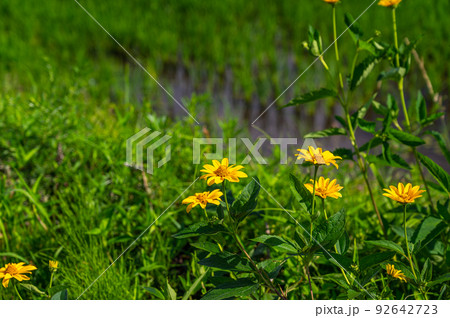 黄色いキクイモモドキの花 黄色いキクイモモドキの花 92642723