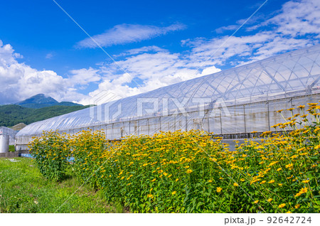 青空と黄色いキクイモモドキの花 青空と黄色いキクイモモドキの花 92642724