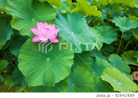 清らかな蓮の花【安曇野】 92642889