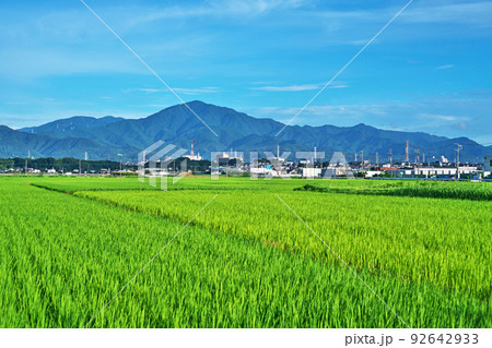 美しい水田と丹沢山系の山並（夏、七月） 92642933