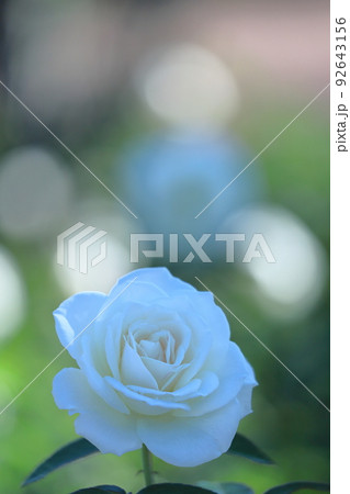 花の女王 花の女王 92643156